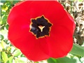 Tulipan - lat. tulipa